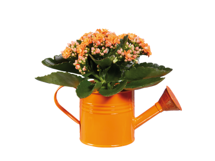 Kalanchoe mini ghiveci stropitoare