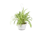Spider plant in hanging pot.