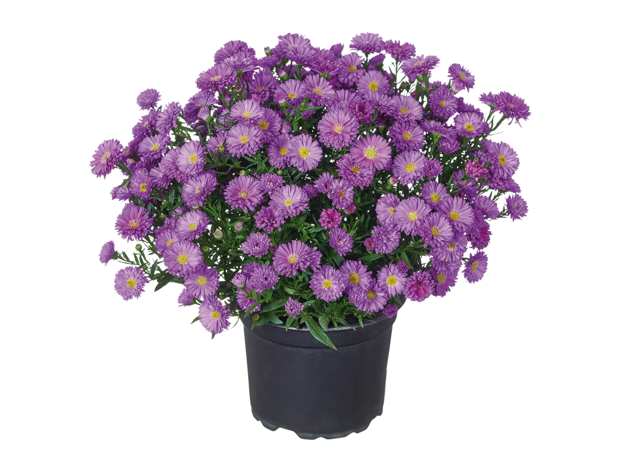 Paarse asters in een pot.