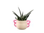 Plante aérienne dans un petit pot rose pâle avec des anses.