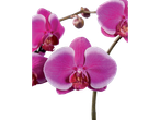 Orquídeas phalaenopsis rosa vibrantes.