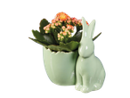 Easter ceramic bunny plant pot with orange Kalanchoe flowers.