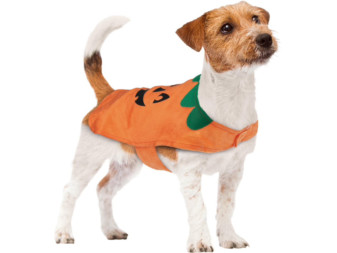 Dog in a Halloween pumpkin costume