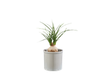 Planta em vaso branco.
