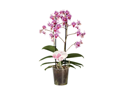 Phalaenopsis Multiflora