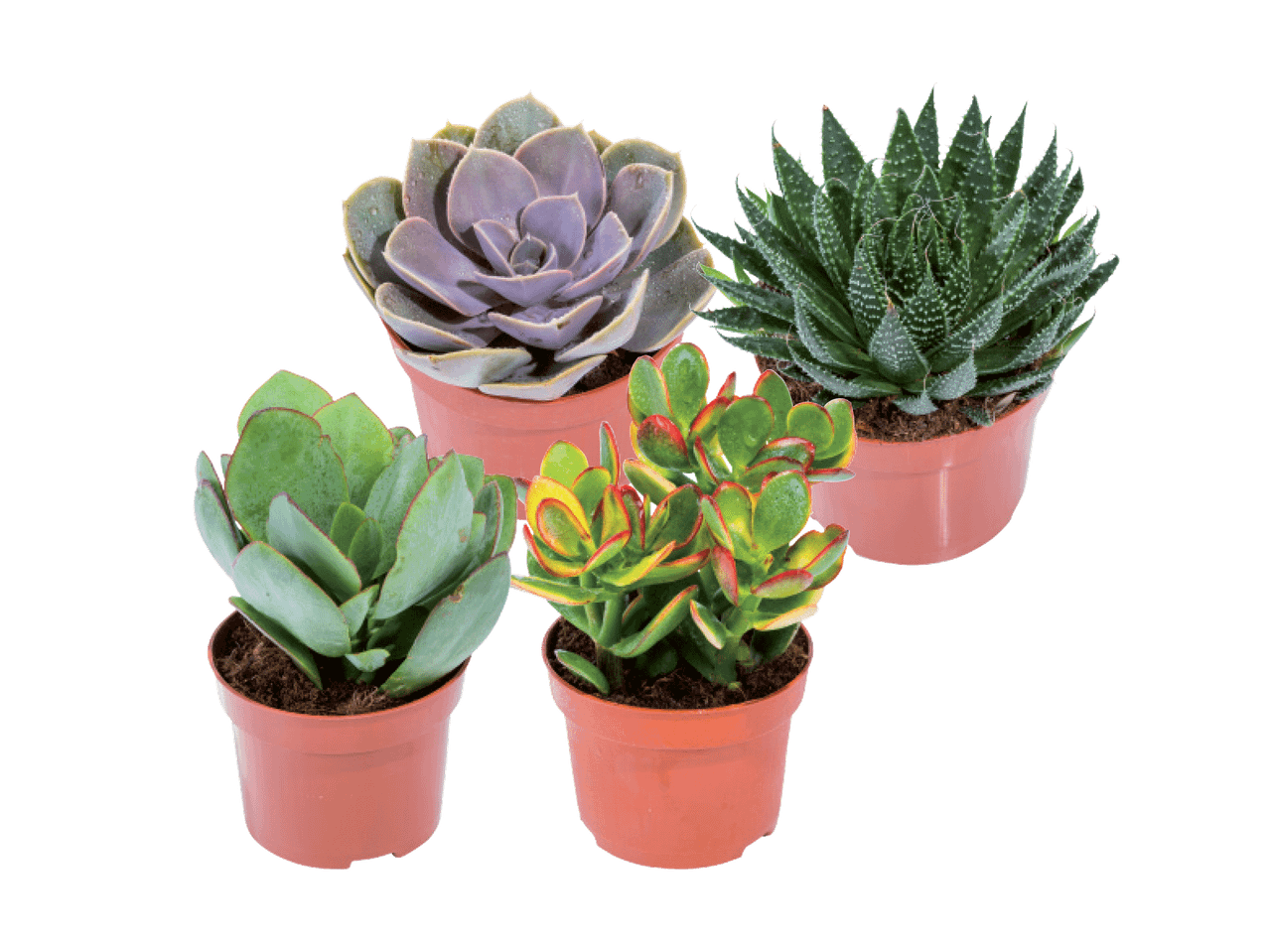 Neli potis sukulenti: lilla echeveria, aaloe, rahapuu ja kalanchoe.