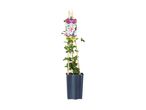 Potted clematis plant with a pink flower on the label, supported by wooden stakes.