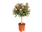 Oleander boompje in pot met roze bloemen