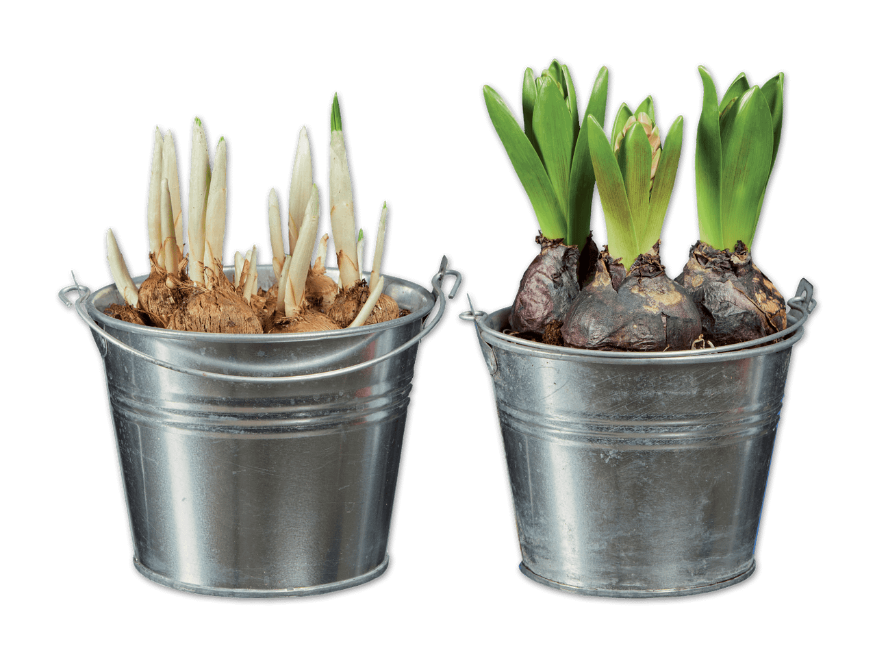 Zwei Zinkeimer mit Hyazinthenzwiebeln, eine mit weißen Trieben, die andere mit grünen Blättern.