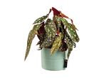 A polka dot begonia plant in a light blue pot with a small black tag.