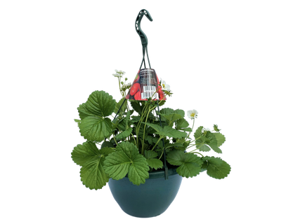 Plants & Flowers