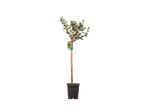 Kruisbesstruik in pot.