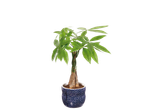 Indoor plant with green leaves in a blue ceramic pot