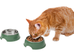 An orange cat eats from its green food bowl.