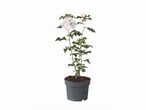 Rosier grimpant blanc en pot.