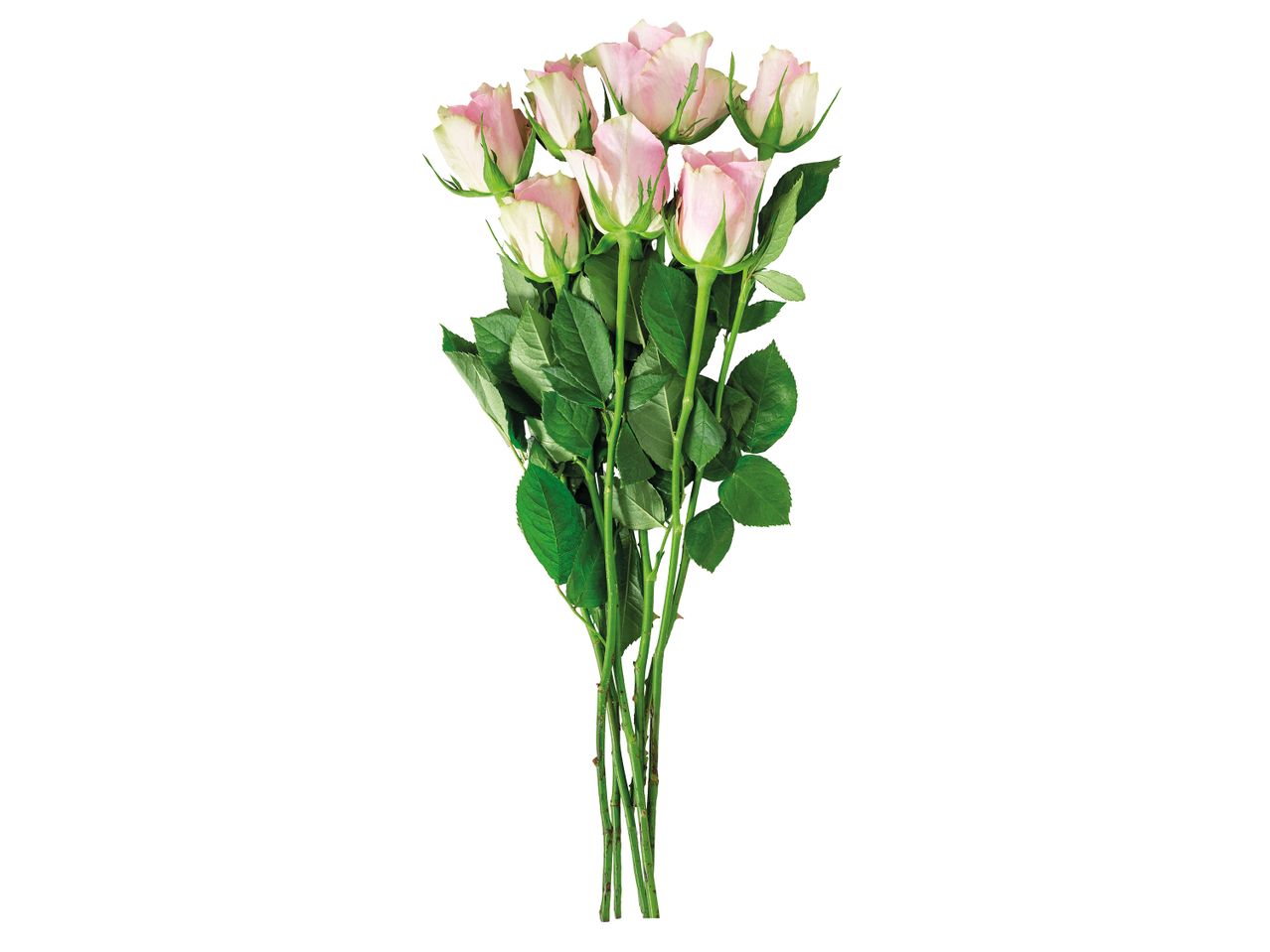 Μια ανθοδέσμη από ανοιχτό ροζ τριαντάφυλλα με πράσινα κοτσάνια και φύλλα σε λευκό φόντο.