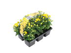 Een pot met gele chrysanten.