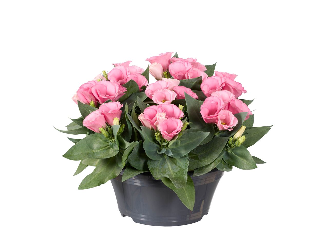 Un pot de fleurs rose pâle Lisianthus dans un pot gris foncé.