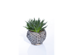Planta suculenta em vaso de vime cinza.