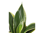 Detalhe das folhas de uma planta Sansevieria.