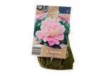 Пакет божура Paeonia lactiflora 'Sorbet'.