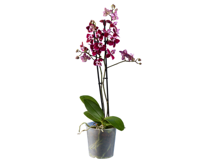Sokvirágú orchidea 2 ágú*