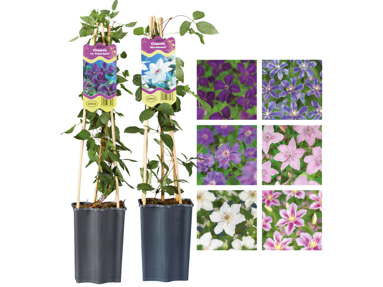 Två klätterväxter i krukor med bilder på olika klematisblommor.