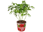 Mini frambozenfruitboom in pot met etiket 'Raspberry 100% Bio'.
