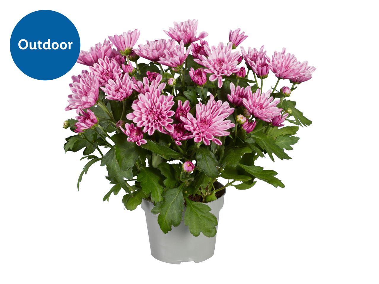 Potted pink chrysanthemum plant with an 'Outdoor' label.