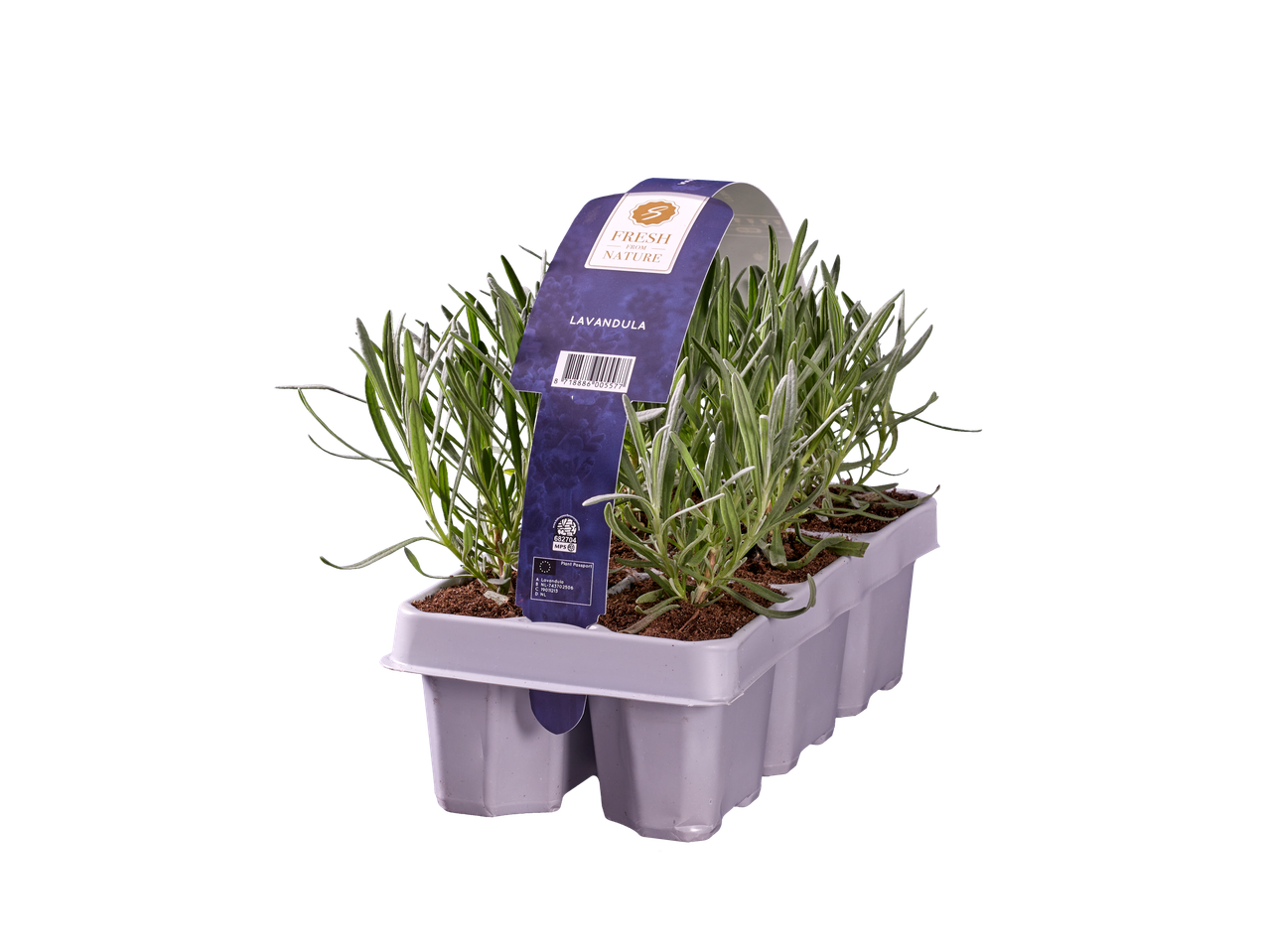 Lavendelplant Fresh from Nature.