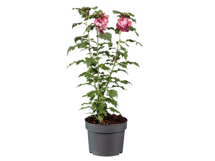 Hibiszkusz*
