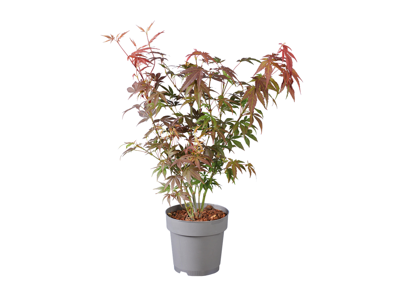 Japán juhar cserépben, fekete háttér előtt.