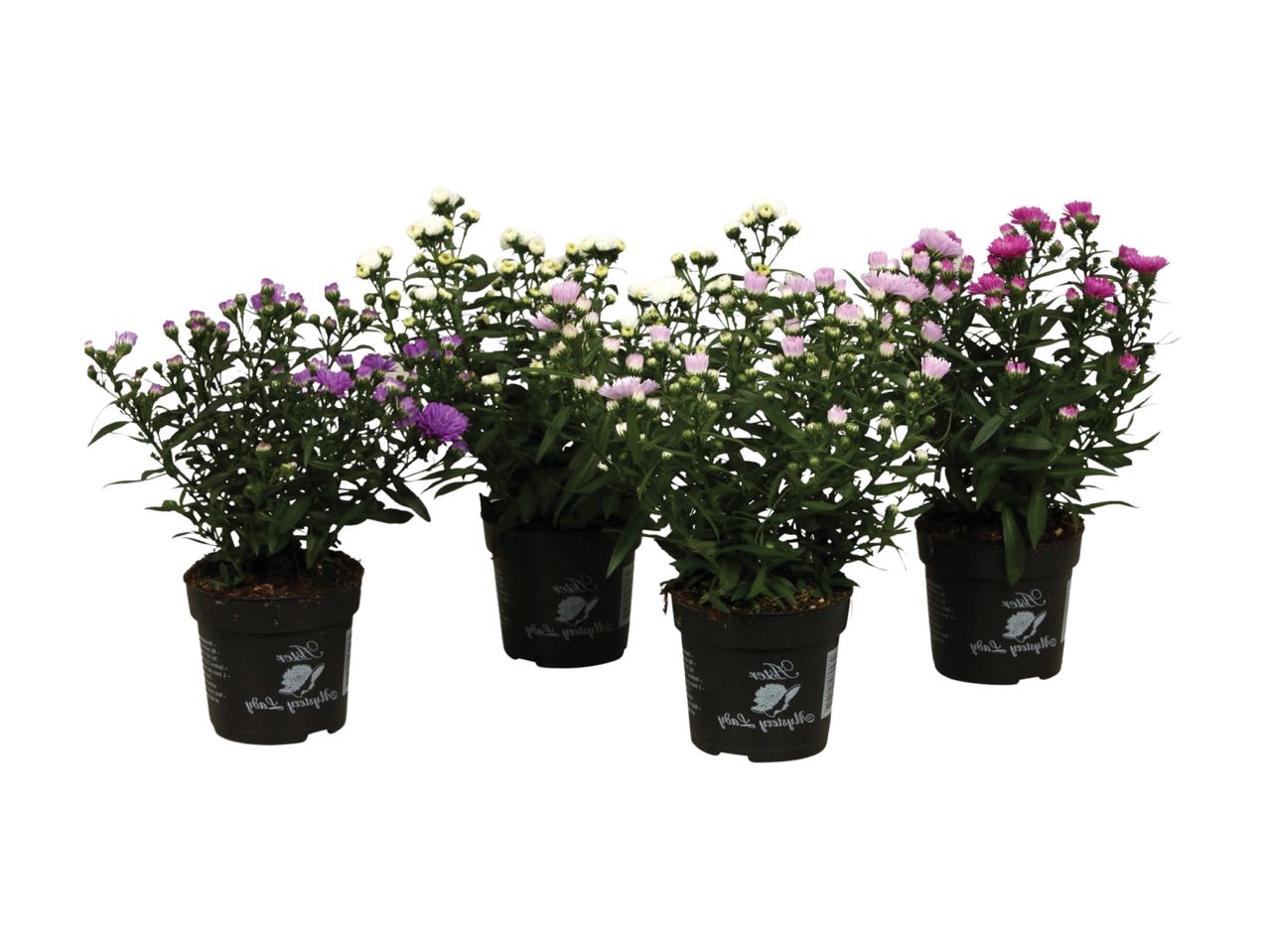 Four potted aster plants with purple, white, and pink flowers.