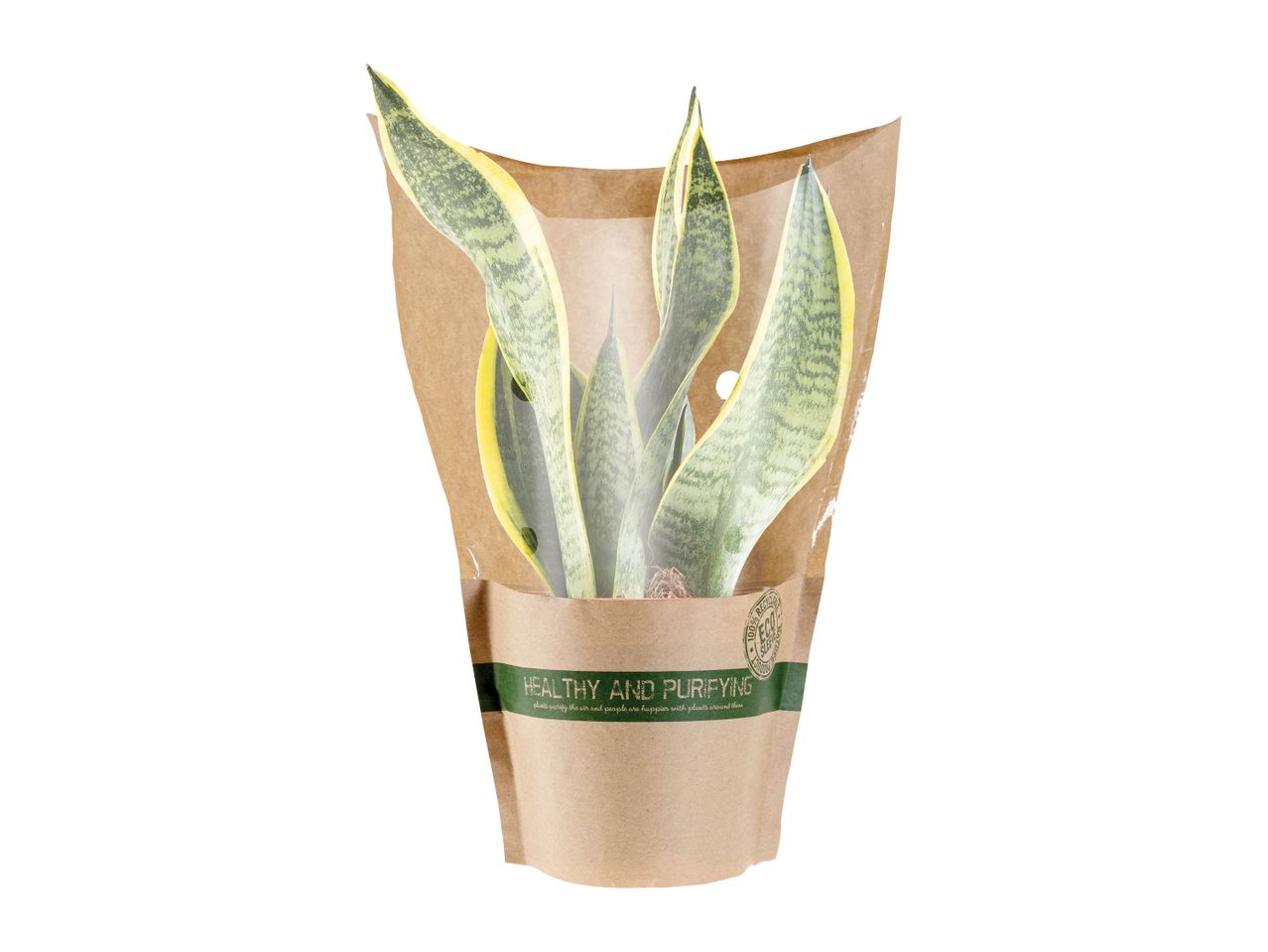 A Sansevieria trifasciata 'Laurentii' plant in a brown paper pot.