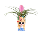 Roze bladplant in een pot in de vorm van een vrouwenhoofd met zonnebril en fruit.