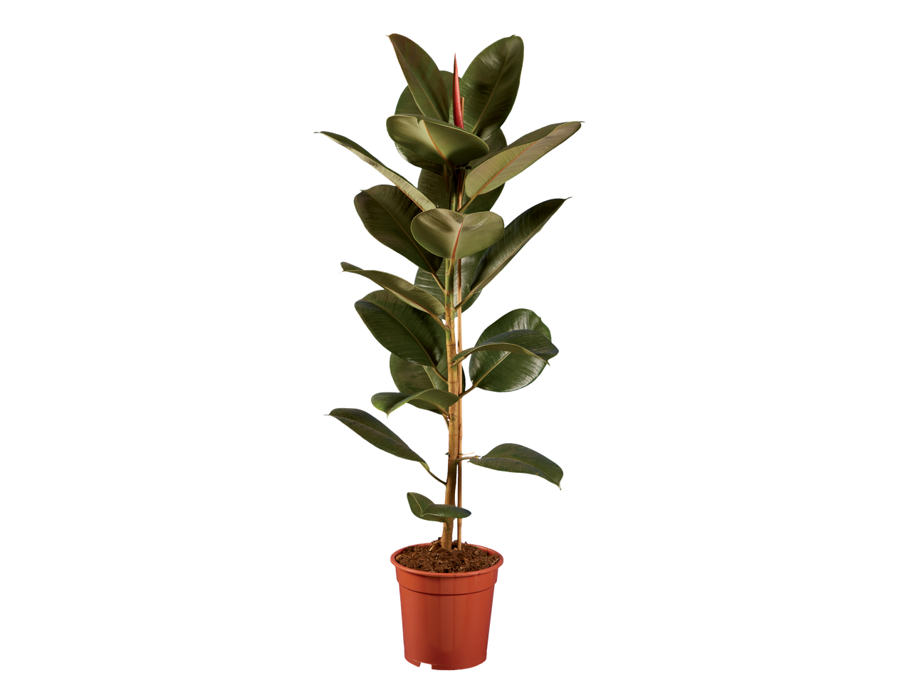 A large rubber plant with dark green leaves and a reddish new shoot in a brown pot.