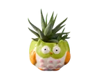 Een Haworthia succulent in een schattige uilvormige pot.