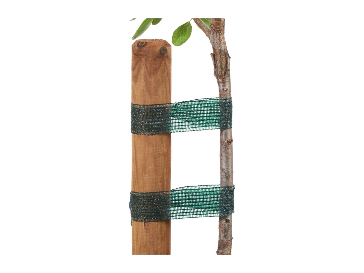 Young tree supported by a wooden stake and green mesh ties