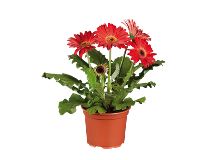 Virágzó növény mix*