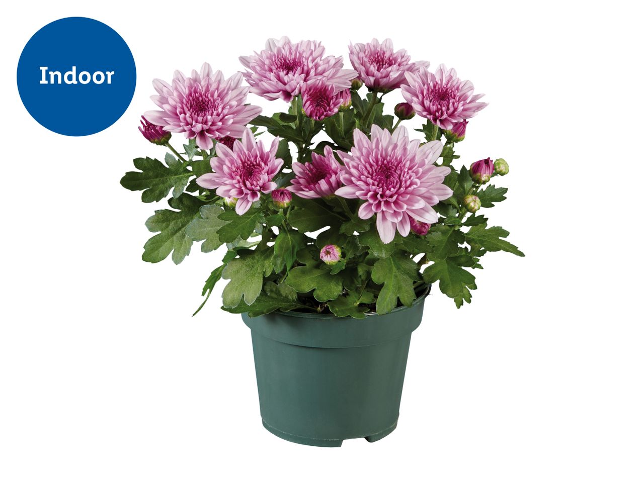 An indoor potted pink chrysanthemum plant with a blue 'Indoor' label