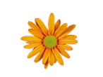 Uma margarida laranja em um fundo preto.