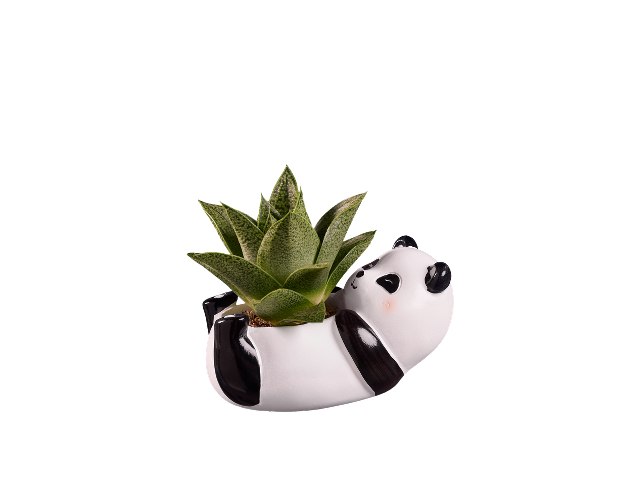 Sukulent u saksiji panda