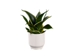 Uma Sansevieria trifasciata em um vaso branco sobre fundo preto.