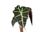 Folhas verdes e roxas de uma planta Alocasia.