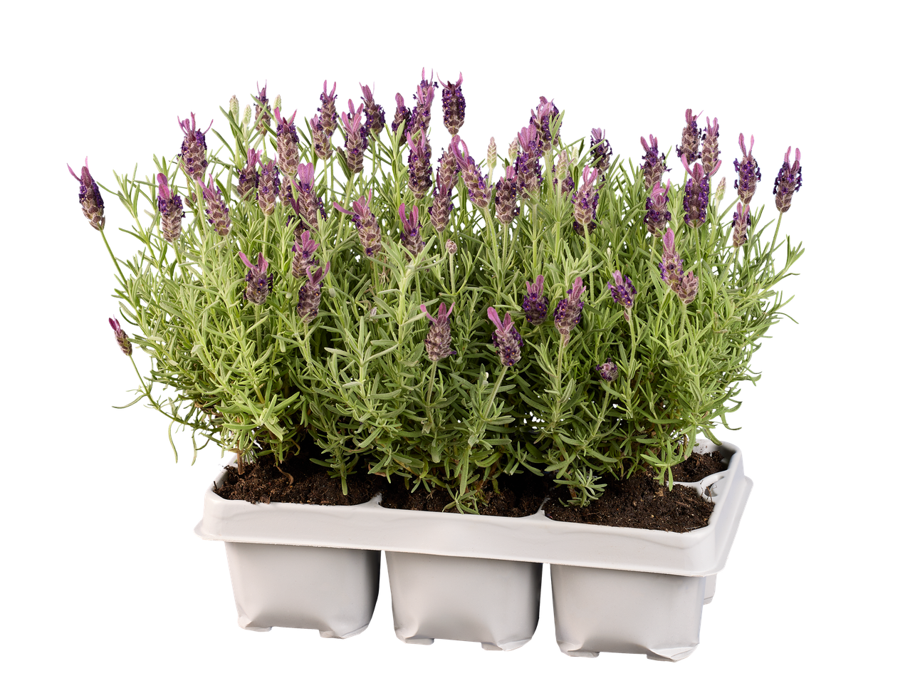 Potroze lavendel, met paarse bloemen en groen blad.