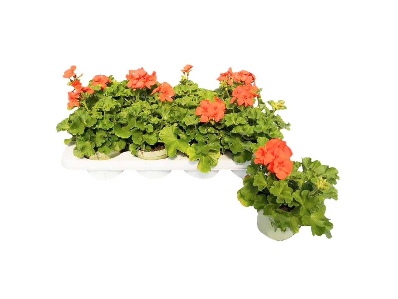 Mușcate portocalii în ghivece