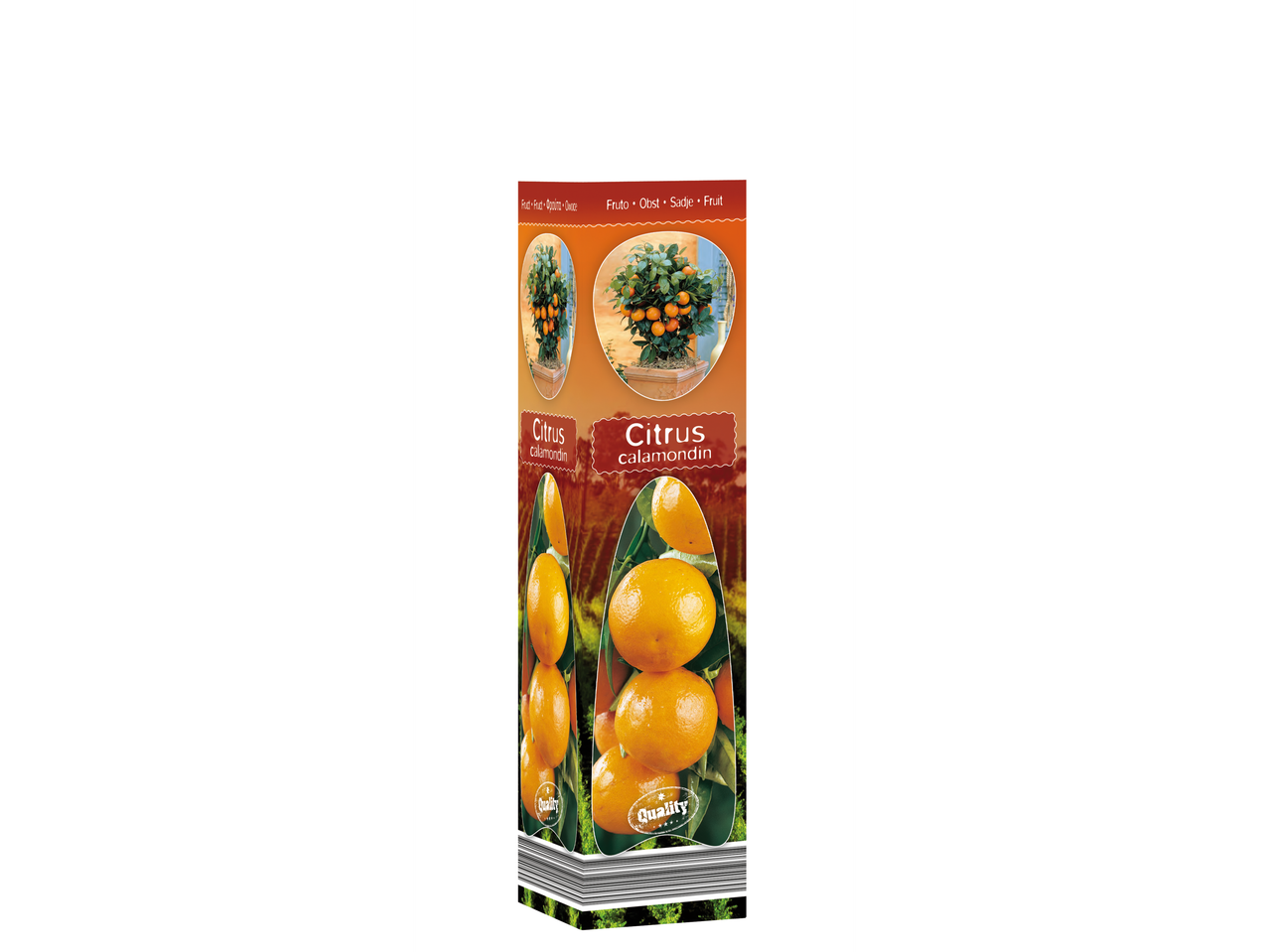Citrus calamondin: arbori citrice în ghivece.