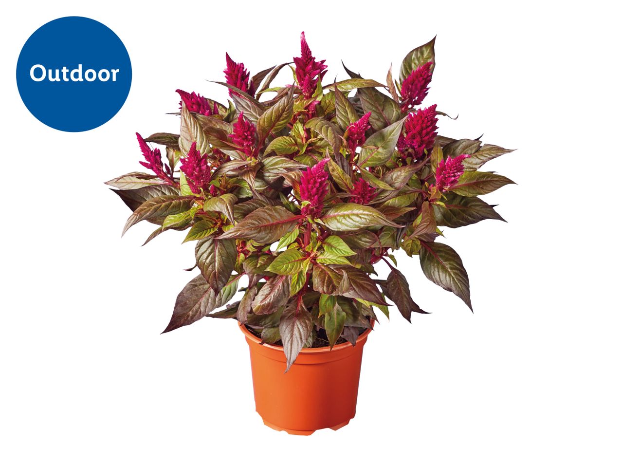 Potted celosia plant with vibrant pink flowers and dark green leaves, labeled 'Outdoor'.