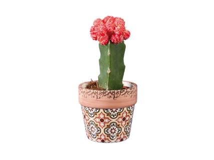 Cactus fleuri