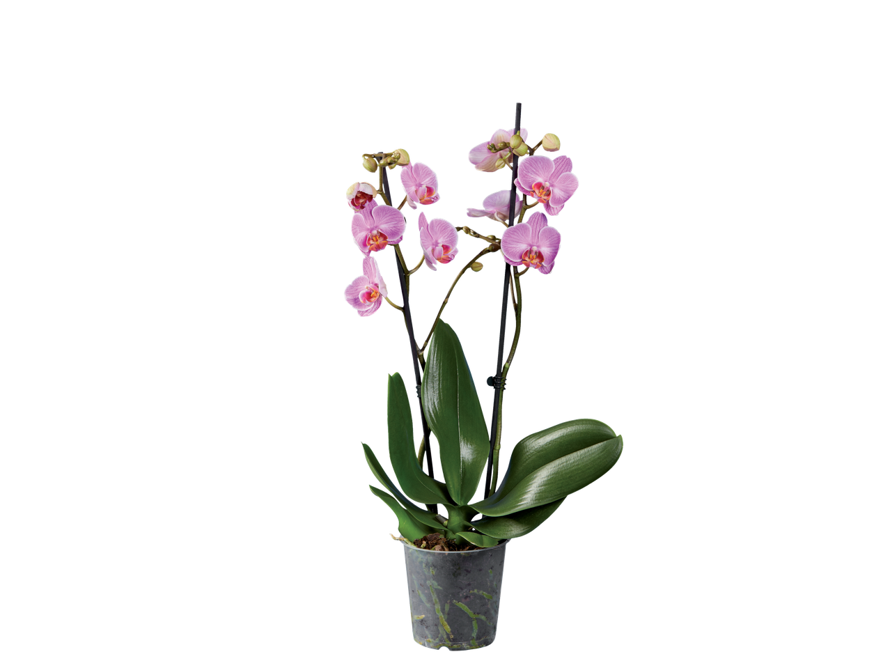 Roze orchidee in pot, kamerplant.
